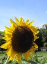 sun flower1